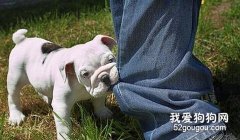 <b>被狗狗咬伤后怎么处理？</b>