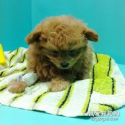 犬类常见病的介绍