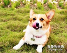 <b>柯基犬生产时应该做什么准备？</b>