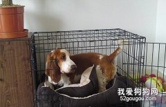 怎么让狗狗乖乖的进笼？