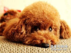 狗狗的心理分析