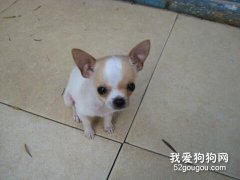教您如何正确的惩罚狗狗
