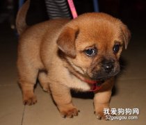 如何训练狗狗适应新的环境？