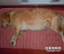 如何照顾怀孕的金毛犬？