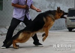 德国牧羊犬的诱导训练