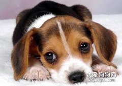狗狗生病时的六个警报
