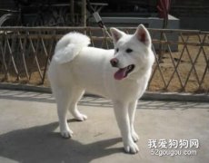 如何和秋田犬更好的培养感情？