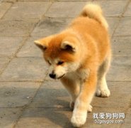 秋田犬的性格如何？