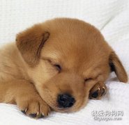 狗狗传染性肠炎的防治方法
