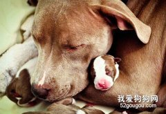狗狗患上产后低血钙怎么办？