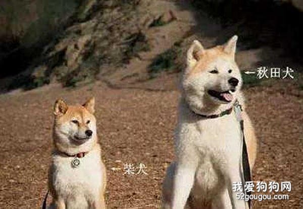 秋田犬和柴犬