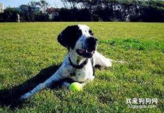 英国指示犬交配时要注意些什么?