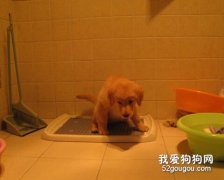 怎么训练幼犬排便的习惯？