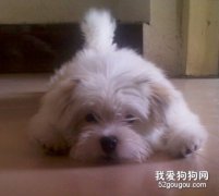 <b>狗狗生病前都有什么表现？</b>