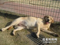 母犬怀孕的判断方法