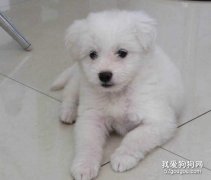 比熊犬怎么训练好? 比熊容易训练吗?