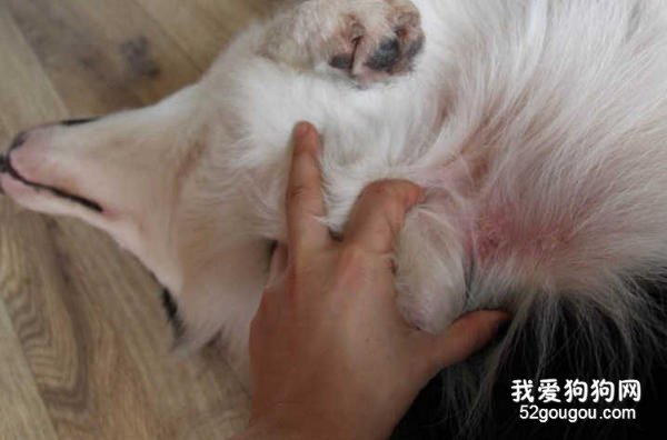 边境牧羊犬得湿疹