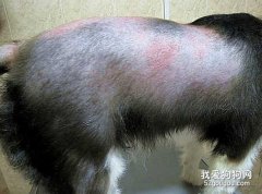边境牧羊犬皮肤病的症状和预防?