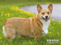 柯基狗狗为什么没有尾巴?