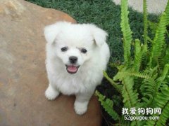<b>有关狗狗的20个冷知识你知道吗？</b>