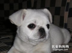 狗狗厌食消瘦如何办?