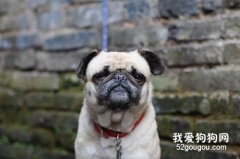 沙皮犬的关节炎要注意什么?