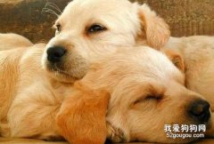 狗狗粪便检查有哪些内容？