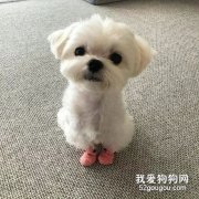 <b>肺炎肆虐时，我的狗狗，由我来保护！</b>
