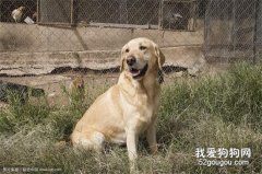 哪种大型犬最适合家养，盘点适合家养的10种大型