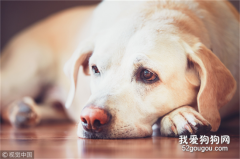 <b>犬细小病毒的症状</b>