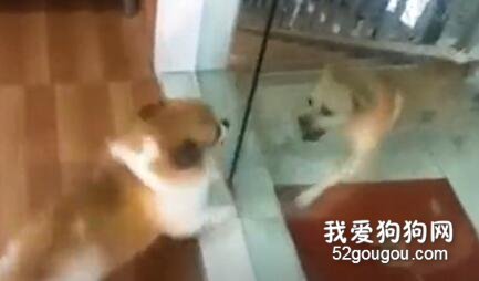 世界上最恶的两只狗，隔着屏幕都能感受到满满