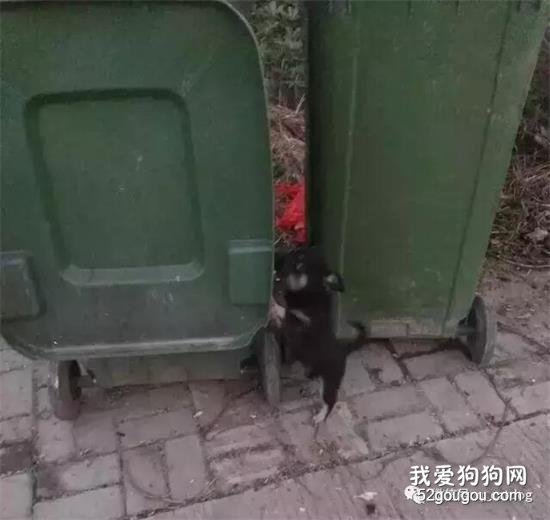 小黑狗守在垃圾桶跟前不愿离开