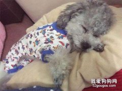 狗狗得了犬瘟（狗瘟）怎么办？