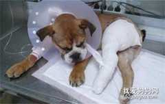 犬的骨折的病因与治疗方法