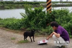 流浪狗拦车狂吠，当大家疑惑时发现，原来它想救同伴！