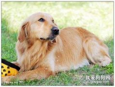 犬出血的原因与急救方法