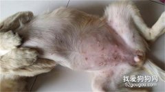 狗狗湿疹的症状与治疗方法