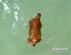 狗狗溺水怎么办？溺水后如何急救呢？