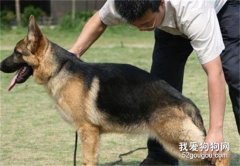 如何选择一只好的公犬？