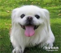 <b>真没想到京巴犬竟然是麒麟的化身……</b>