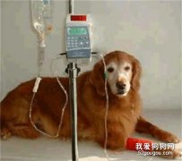 犬结核菌病的病因与治疗方法