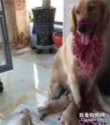 正喂奶的金毛妈妈浑身是血，铲屎官走近一看，才发现原来是...