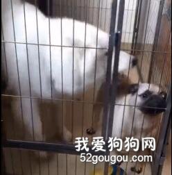 家里的巴哥犬总是跟萨摩对骂，于是主人就……