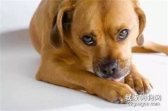 <b>狗狗不停啃脚的8个原因</b>