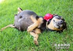 <b>给狗狗拍孕妇照，生完宝宝又拍了一组，这样的铲屎官真贴心！</b>