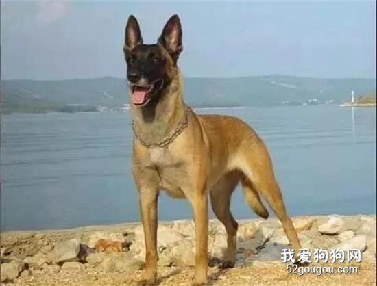 <b>马犬——忠诚卫士，罪恶克星</b>