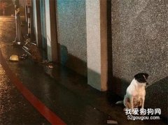 <b>主人摔伤住院，忠心狗狗冒雨死守， “我会等你回来……”</b>