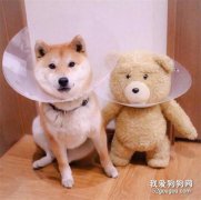 犬的肠胃道寄生虫