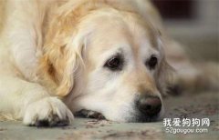 <b>狗狗肝炎的治疗方法</b>