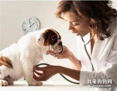 犬出现食管梗塞怎么办？